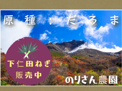 冬の大名！下仁田ねぎ　訳あり１㎏