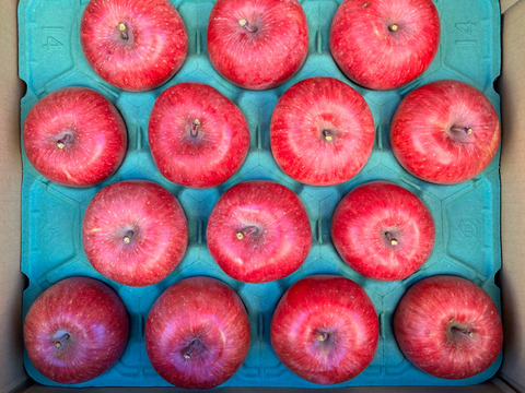 長野県松本産　サンふじ　約５キロ 16〜12玉