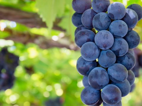 【初秋ギフト】泉州ぶどう2色セット シャインマスカット＋藤稔