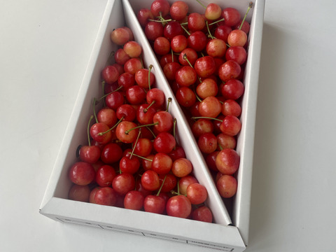 【佐藤錦】家庭用グラデーションセット 🍒７００グラム🍒【双子ちゃんが入るかも】【訳あり】【さくらんぼ】