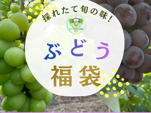 【数量限定】ぶどうお楽しみ福袋セット1.8キロ以上（シャインマスカット1キロ以上お約束‼︎）