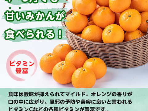 濃厚な甘みとコク 農6号みかん 約3kg（希少柑橘）サイズ：おまかせ（2S以上）
