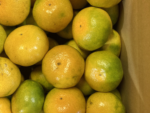 9月30日まで受付　早期予約キャンペーン！　極早生箱込5kg　家庭用Ｍサイズ　山口岩国みかん　瀬戸内の恵み甘酸っぱいフレッシュなお味をお届けします！