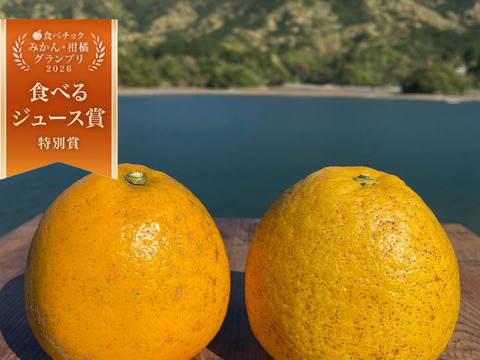 【柑橘食べ比べ】紅河内晩柑&河内晩柑　箱込み1kg　栽培期間中に農薬、化学肥料不使用