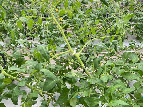 【朝市限定】果肉たっぷり！ハートのミニトマト♡トマトベリー（1キロ）