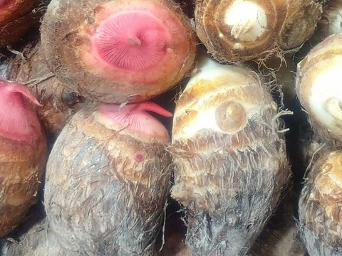 【赤芽&白芽】里芋セット『セレベス』&『大野芋』計1.5㎏