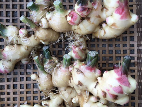 ジンジャーシロップに！温活に！旨さ引き立つピリ辛！新生姜（約1kg）