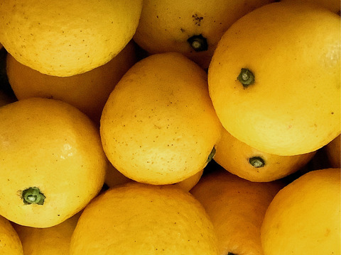 【農薬不使用】青島みかんジュース500ml&ニューサマーオレンジ5kg