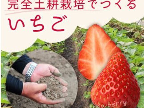 【いばらキッス】茨城県オリジナル品種 ４パック×１箱