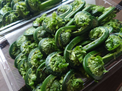 【食べ比べ】天然！大満足の山菜１kg詰め合わせ 5種～6種お約束!!おまかせ妙高山の山菜! 山菜詰め合わせ ミックス 山菜