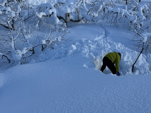 蔵出し春りんご　葉とらずサンふじ　小玉　約3キロ　13個前後入　農家直送青森りんご