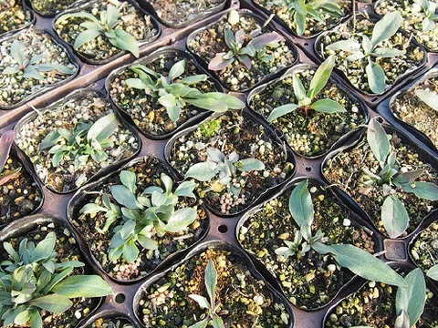 2個セット エリゲロン アズール フェアリー  ブルーガーデン イングリッシュガーデン 花苗 多年草 宿根草