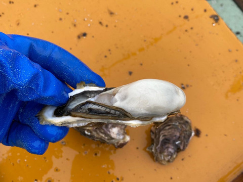 牡蠣通に食べて欲しいザキ水イチオシの殻付牡蠣『渾身』30個,カキナイフ付き