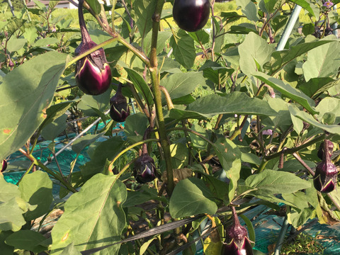 魚沼の定番！つたえおばあちゃんのなす漬け(６袋)