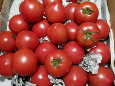毎食トマト！バクバク食べちゃう栄ちゃんトマト　食べやすい小さめサイズ