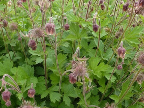 2個セット ゲウム リバレ イングリッシュガーデン 花苗 多年草 宿根草