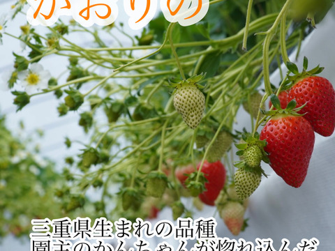 大粒!!新鮮朝採りいちご 愛媛県産 かんちゃん農園の甘いいちご 18-22粒入り 650g