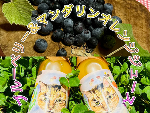 【農薬不使用】フレッシュ！収穫してすぐ発送ブルーベリー&青島みかんストレートジュースセット