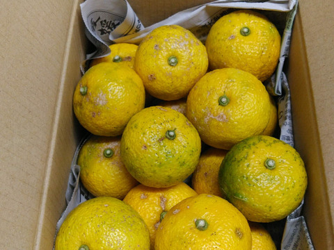 季節限定！売り切れ御免！柚子１．５ｋｇ