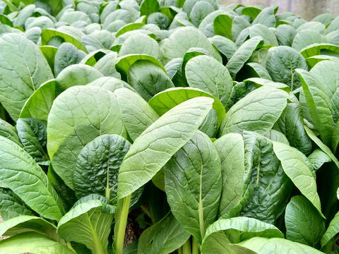 ええのができたけぇ、食べみんさい！旬の野菜セット（7～10品目）