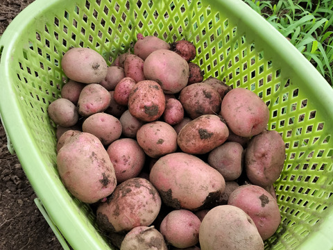 じゃがいも　アンデスレッド（1kg）【栽培期間中農薬・化学肥料不使用】