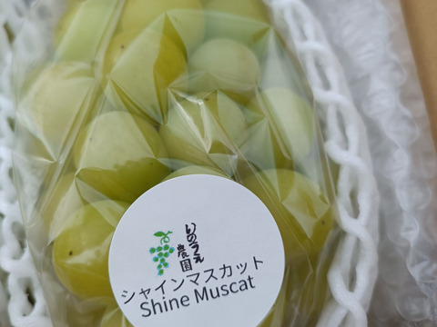瀬戸ジャイアンツ、シャインマスカット詰め合わせ(約1キロ)2房