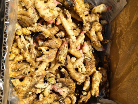 期間限定品　訳あり！土付き新生姜5キロ