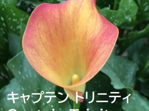 【予約販売】7月上旬収穫後順次発送　新潟県産　カラー切り花10本 　2～3色MIX　※沖縄県・離島配送不可※
