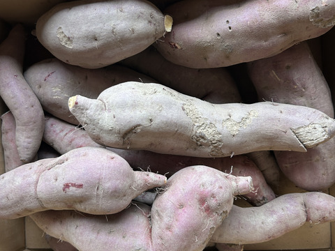 【訳あり】紅あずま 5kg ※梱包込