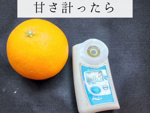 マニアが好む超小粒マドンナ　　箱込約2㌔