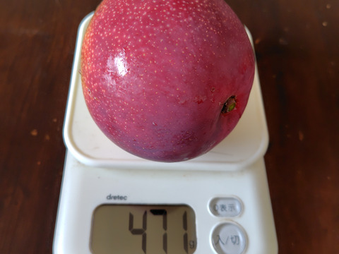 国産アップルマンゴー　家庭用　
3玉から5玉