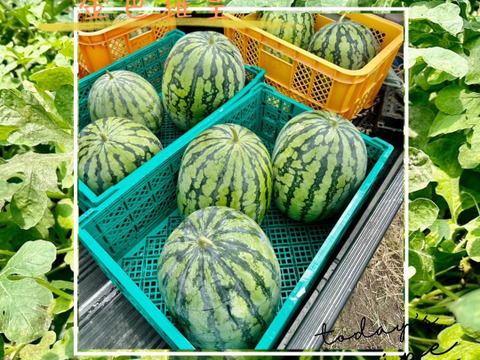 黄色いスイカ　圧倒的な糖度を誇る『金色羅皇』　3L玉　8-9kg