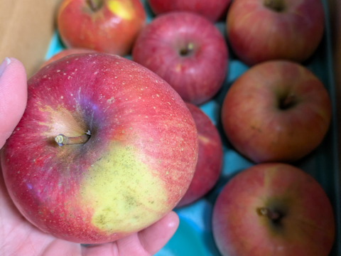 ゆっくり完熟！ 少し訳あり葉とらずサンフジ3キロ自家用