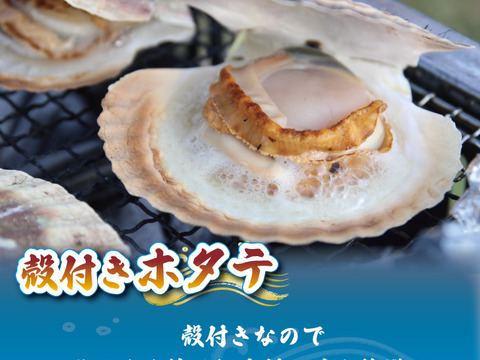 【活】特Lサイズ殻付ホタテ1枚（殻長12cm以上）｜岩手県三陸産