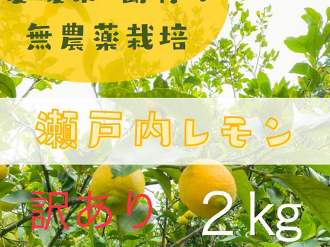 訳あり　愛媛県産　瀬戸内　栽培期間中農薬不使用　国産レモン　2kg