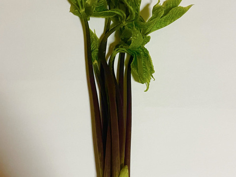 【期間限定・朝採れ直送】天然こしあぶら 岩手県産 山菜 生 100g｜春の味覚