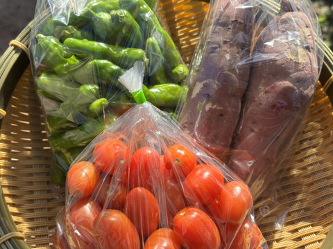【お試し】有機JAS 旬の野菜セット 1.5kg（W受賞 紅はるか さつまいも・アイコ ミニトマト・ししとう各500g）産直 野菜詰め合わせ