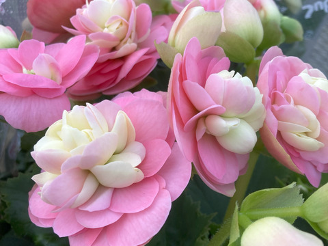 【贈答用】他に類を見ない個性的な花です。エラチオールベゴニア【クリスティン】５寸