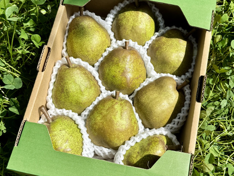 【2箱同梱】食べきりサイズのラ･フランス 2kg 8〜10玉