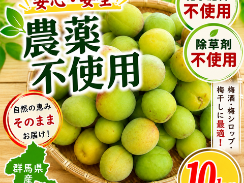 農薬不使用 青梅〜中熟梅 10Kg 自家農園 梅干し 梅酒 梅シロップ 農家