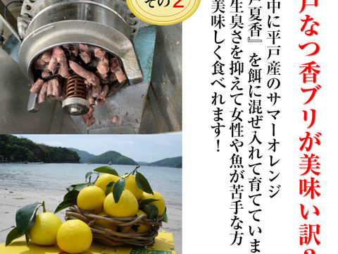 【青空レストランで紹介！】フルーツ魚 平戸なつ香ブリ約5kg（真空パック・あら付き）【冬ギフト】 のし対応可能