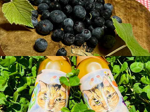 【農薬不使用】フレッシュ！収穫してすぐ発送ブルーベリー&青島みかんストレートジュースセット