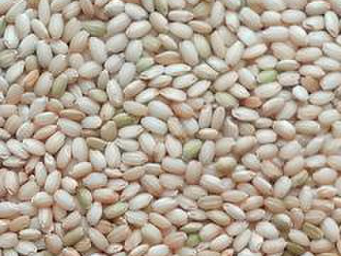 特別栽培米もち米【マンゲツモチ精米10kg 】令和5年産・有機質肥料のみ・動物性堆肥不使用・低農薬（80％以上削減）
