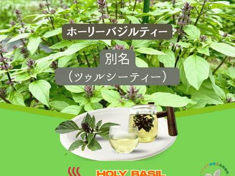 暑さを喜ぶパワー植物　2025年産　ホーリーバジルティー　20g　合計２パックセット
