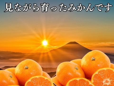 糖度10度以上！青秀約2.5キロ箱込み 寿太郎みかん みかん 西浦みかん