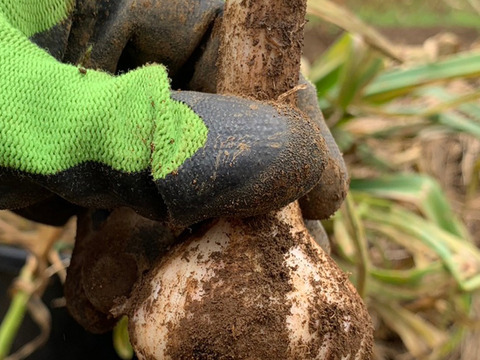 ★『農薬・化学肥料・除草剤・防虫剤等不使用』 福地ホワイト六片 にんにくバラ  ５kg ★