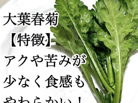 採れたて春菊を100gお届けします