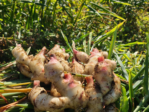 期間限定品　訳あり！土付き新生姜5キロ