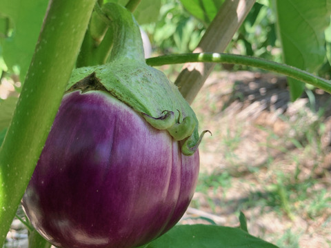 色とりどり固定種・伝統種ナスmix 食べ比べセット1kg【栽培期間中農薬・化学肥料不使用】