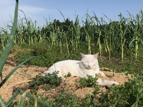 限定販売✨菊池の平飼い有精卵🥚
あっさり美味しい！！（２０個入り）✨
